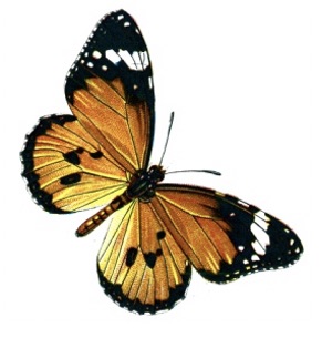 butterfly