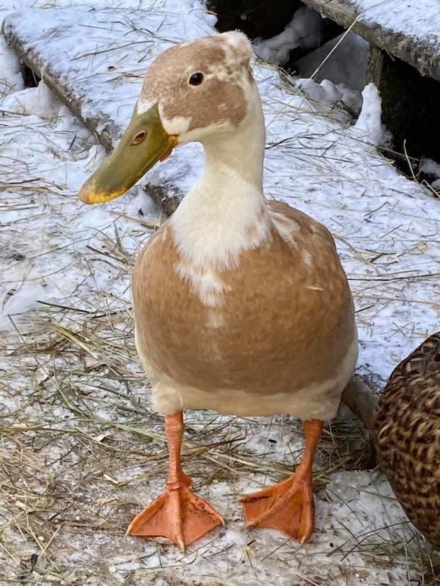 Lucky Duck Buffy