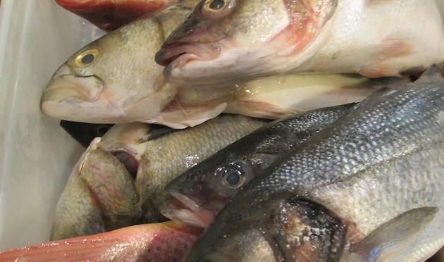 dead Fishes