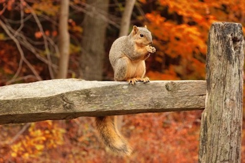 Squirrel
