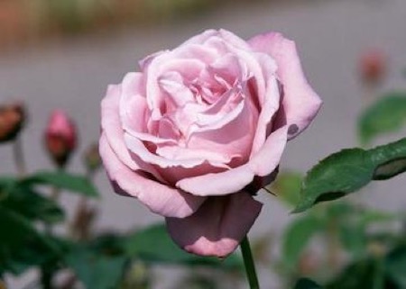 pink rose