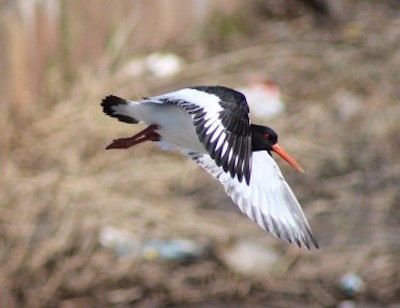 bird