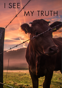 I see my truth title and cow image