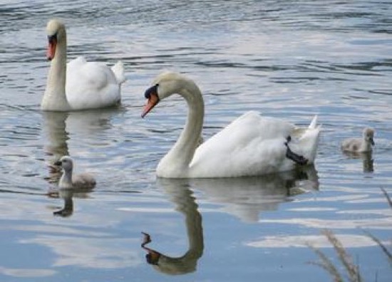Swans