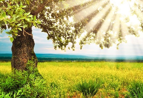 meadow-sunshine