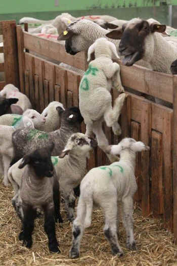 lamb slaughterhouse
