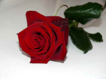 Andrew Pell poetry flower spirits