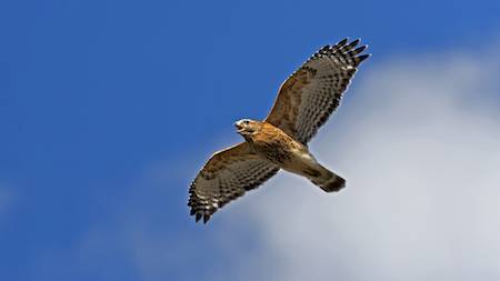 red-tailed hawk