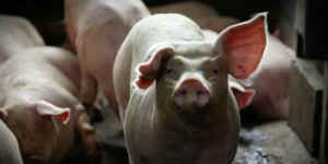 Andrew Pell poetry cruelty go veg pig