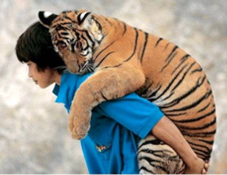 boy and tiger