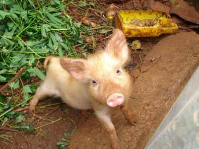 jhc Tabucur Lyrette sin pig