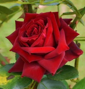 red rose