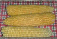 Corn on the Cob