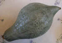 Hubbard Squash - 01
