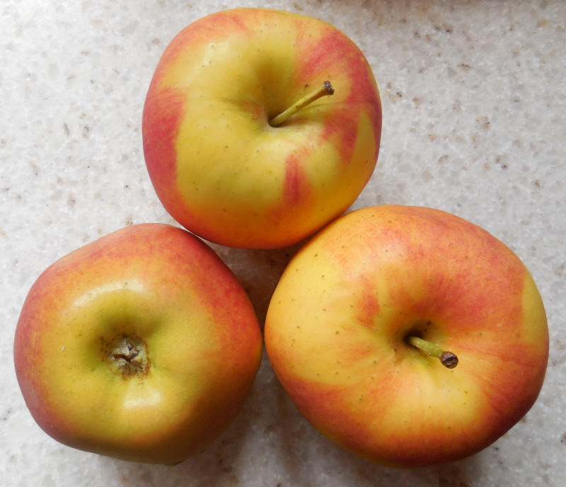 Ambrosia Apples