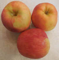 Apples, Autumn Glory