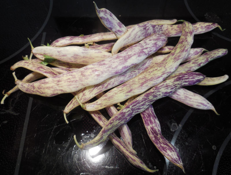 Beans, Dragon's Tongue