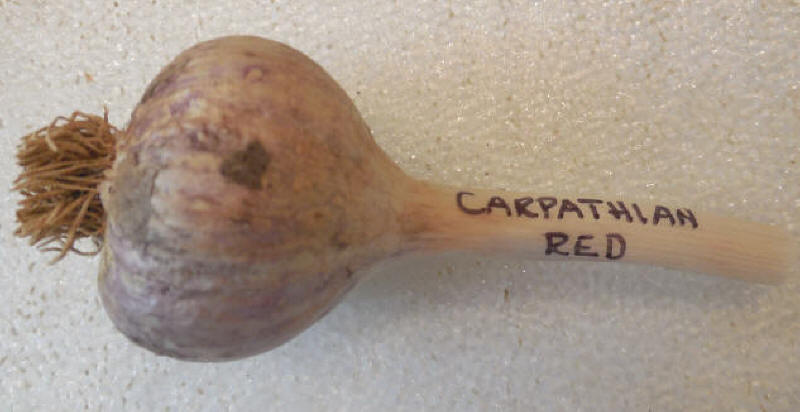 Garlic, Carpathian