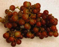 Grapes, Red