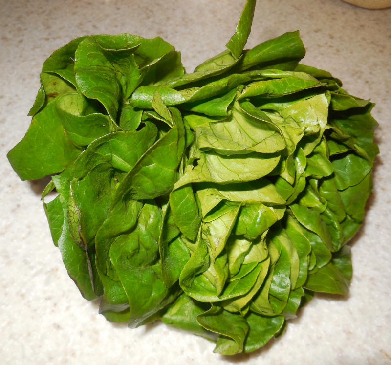 Lettuce, Buttercrunch)