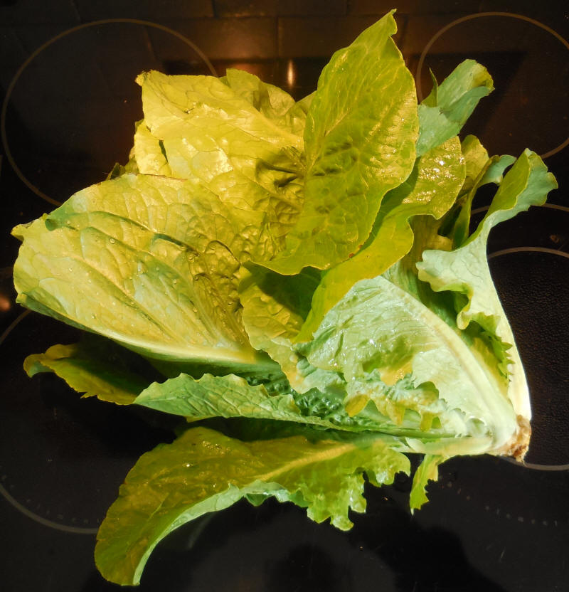 Lettuce, Romaine Sunland