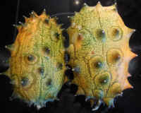 Melon, African Horned