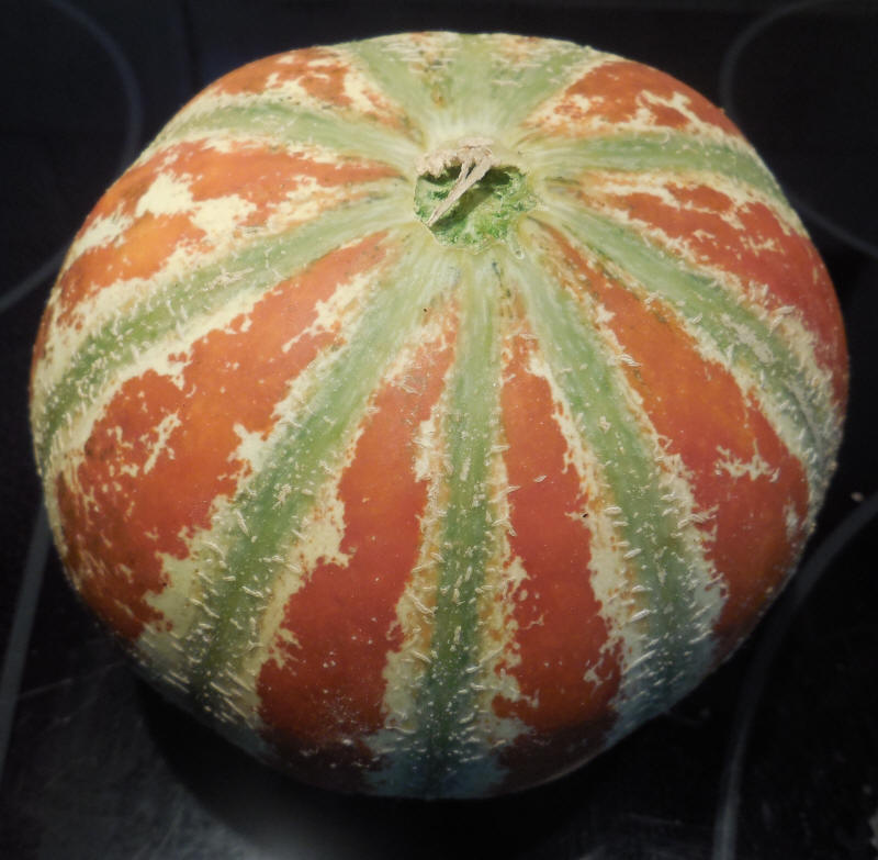 Melon, Kajari