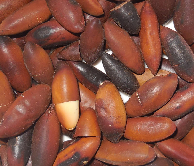 Baru Nuts