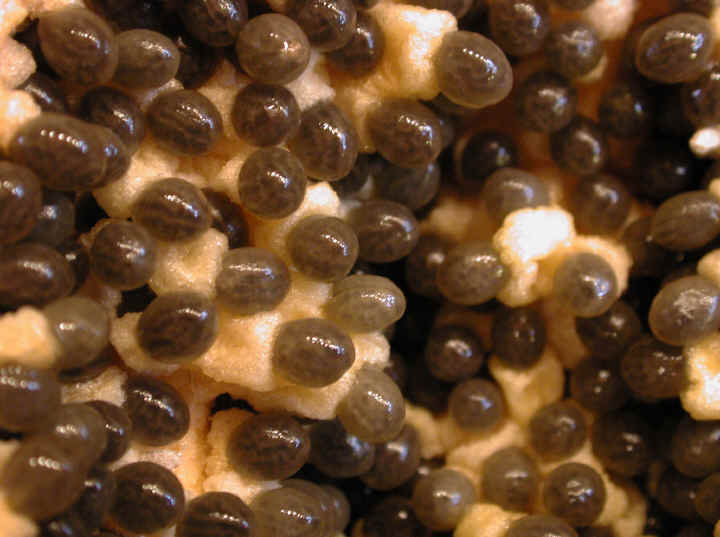 Papaya, Large Red, seeds