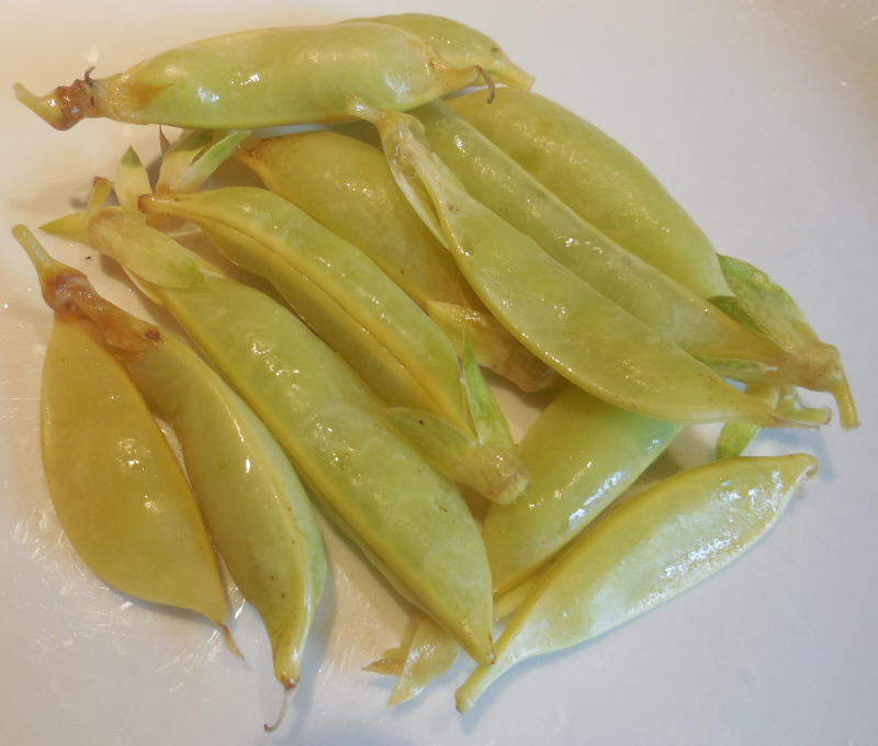 Peas, Honey Snap II Sugar Snap