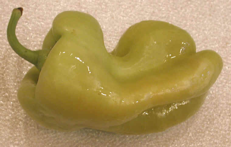 Peppers, Italian Green