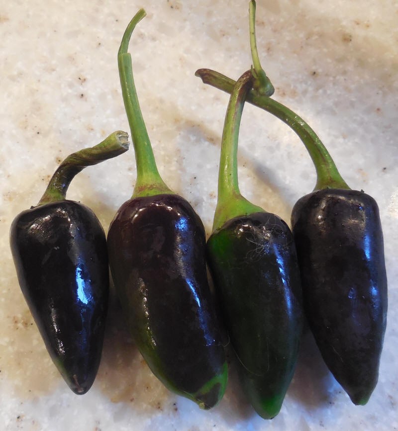 Hungarian Black Peppers