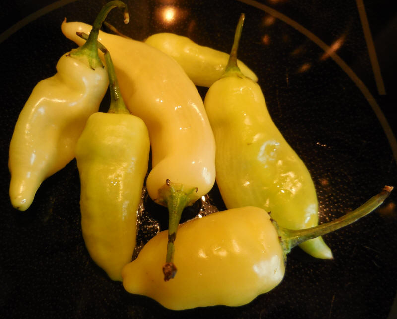 Peppers, Sugar Rush Peach