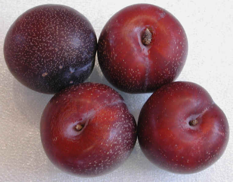 Plums, Red Spotted