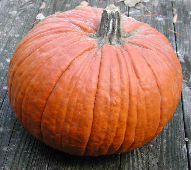 Pumpkin - Ingredients Descriptions and Photos - An All-Creatures.org