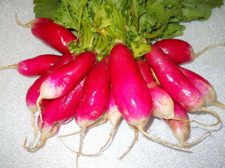 Radish, French Breakfast