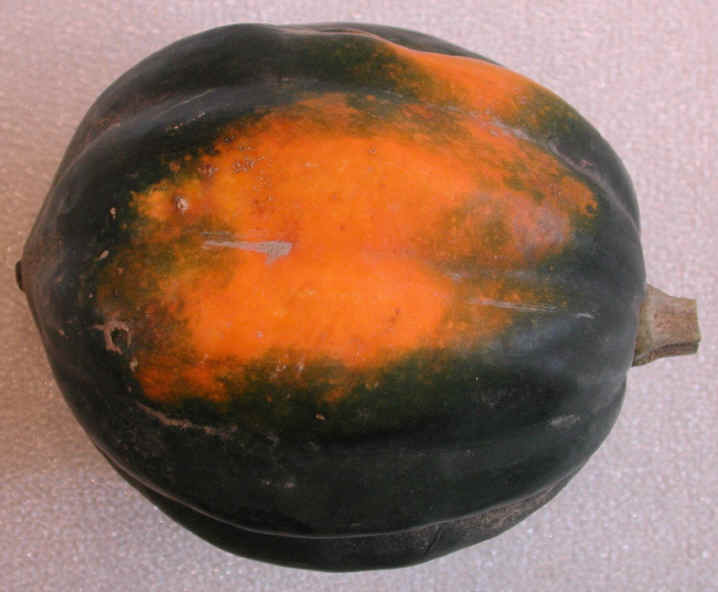 Squash, Acorn