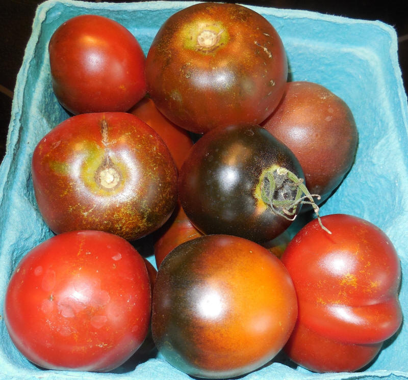 Tomatoes, Black Cherry