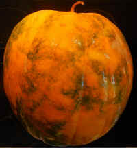 Watermelon, Royal Golden