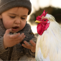 toddler and chicken