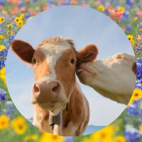 image of cows and wildflowers