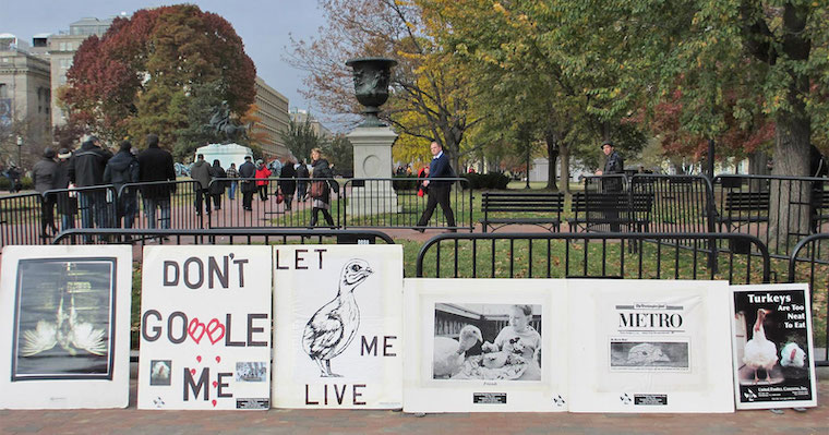 White House demo for Turkeys