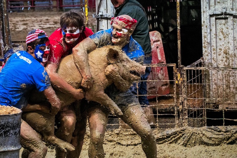 pig wrestling