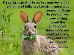 animal sentience