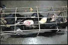 bear bile
