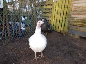 Eden Farm Sanctuary Amy turkey