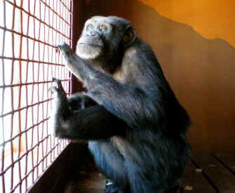 Foxie chimp sanctuary