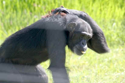 Foxie chimp sanctuary