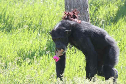 Foxie chimp sanctuary