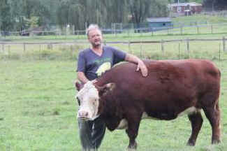 Helen rescued cow